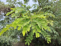 Albizia lebbeck