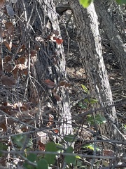 Quercus berberidifolia