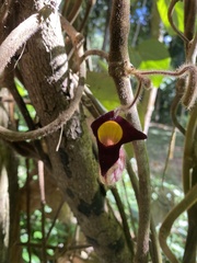 Aristolochia pseudocaulialata