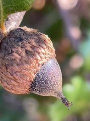 Quercus berberidifolia