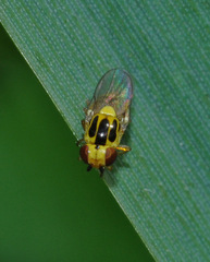 Chlorops