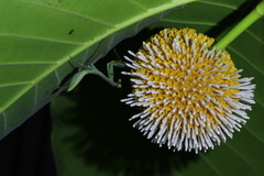 Neolamarckia cadamba