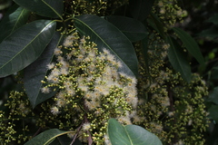 Syzygium nervosum
