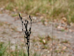 Haemodorum austroqueenslandicum