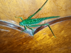 Microcentrum xavieri