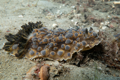 Dendrodoris krusensternii