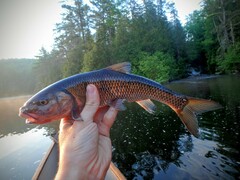 Semotilus corporalis