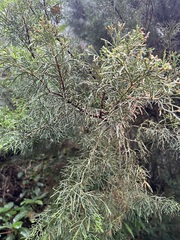Cupressus lusitanica