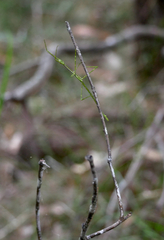 Ctenomorpha marginipennis