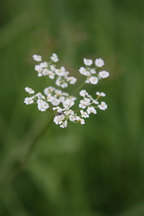 Carum carvi