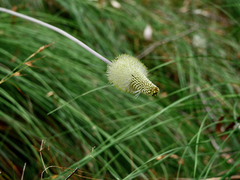 Xanthorrhoea macronema