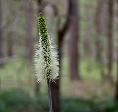 Xanthorrhoea macronema