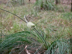 Xanthorrhoea macronema