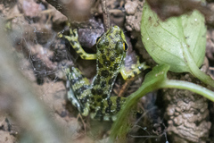 Staurois guttatus