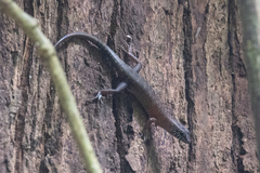 Sphenomorphus sabanus