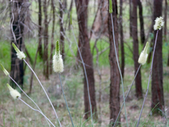 Xanthorrhoea macronema