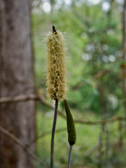 Xanthorrhoea macronema