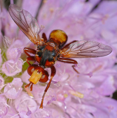 Sicus ferrugineus