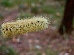Xanthorrhoea macronema