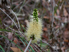 Xanthorrhoea macronema