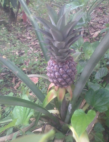 Ananas comosus