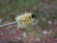 Xanthorrhoea macronema