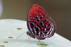 Paralaxita damajanti