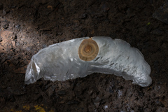 Alsomitra macrocarpa