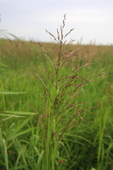 Glyceria grandis