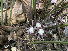 Aspidistra subrotata