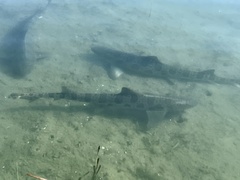Triakis semifasciata