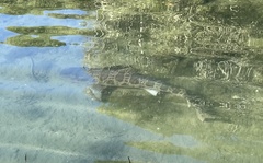Triakis semifasciata