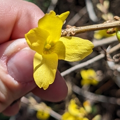 Forsythia suspensa