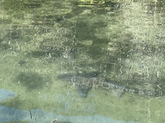 Triakis semifasciata