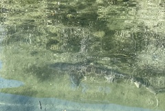 Triakis semifasciata