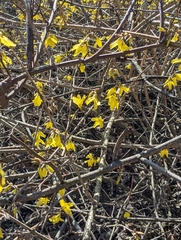 Forsythia suspensa