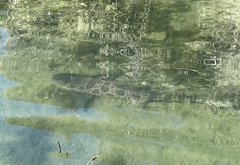 Triakis semifasciata