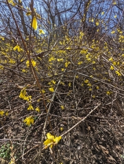 Forsythia suspensa