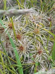 Clematis afoliata