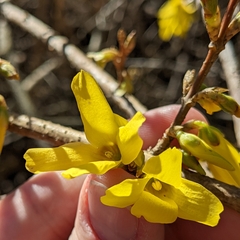 Forsythia suspensa