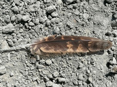 Caprimulgus ruficollis