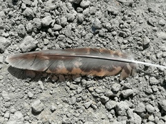 Caprimulgus ruficollis