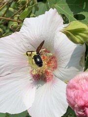 Xylocopa tranquebarorum