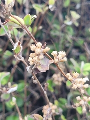 Helichrysum lanceolatum