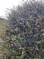 Helichrysum lanceolatum