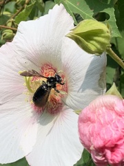 Xylocopa tranquebarorum