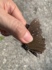 Euploea mulciber barsine