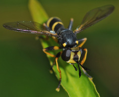 Conops flavipes