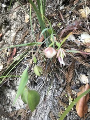 Calochortus albus