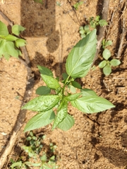Acalypha indica